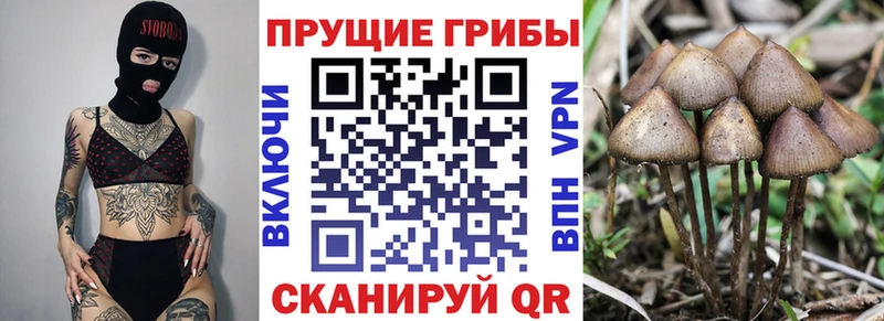 Галлюциногенные грибы Magic Shrooms  Благовещенск 